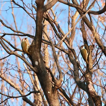 2022年12月29日(木) こども自然公園 (大池公園/横浜市)の野鳥観察記録