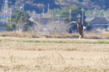 ハイイロチュウヒ 利根川コジュリン公園 2022年12月20日(火)