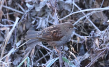 カヤクグリ 場所が不明 撮影日未設定