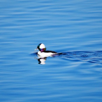 Bufflehead Unknown Spots Thu, 12/29/2022