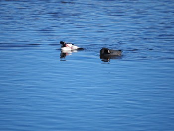 Bufflehead Unknown Spots Thu, 12/29/2022