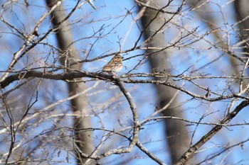 2022年12月29日(木) 丸火自然公園の野鳥観察記録