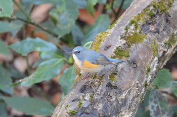 Red-flanked Bluetail Kodomo Shizen Park Thu, 12/29/2022