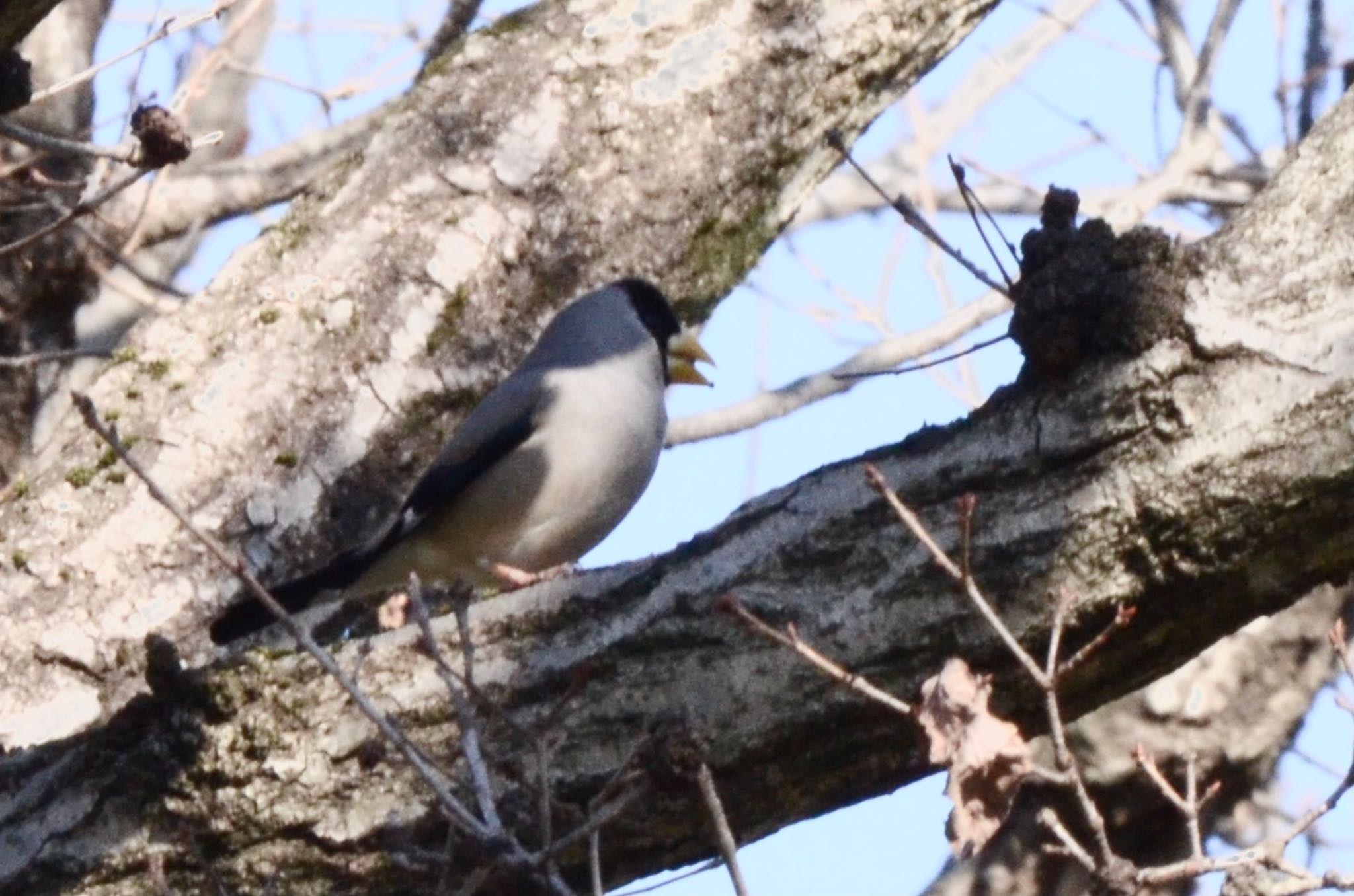 Photo of Japanese Grosbeak at Kodomo Shizen Park by あらどん