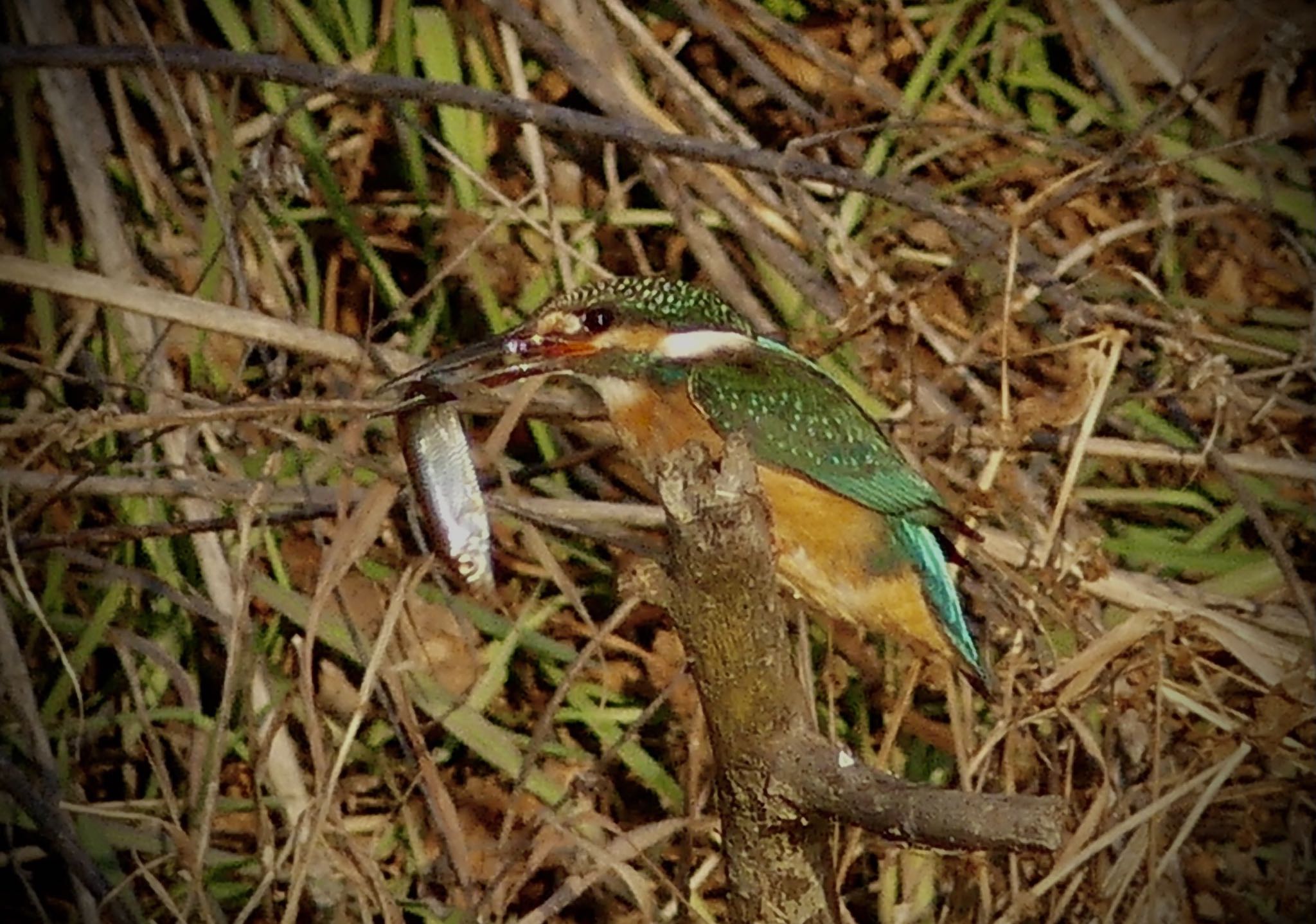 ここで写すと緑の鳥 by カバ山PE太郎