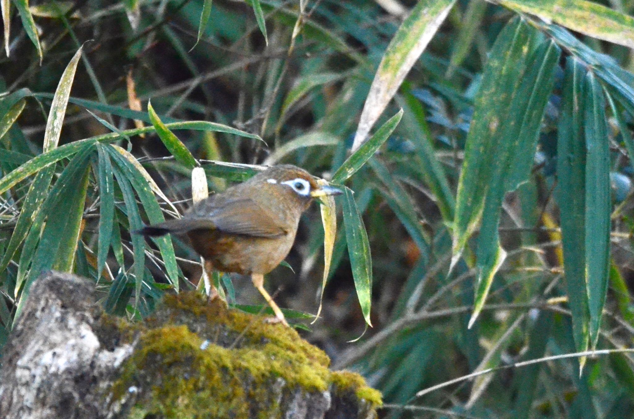 Photo of Chinese Hwamei at Kodomo Shizen Park by あらどん