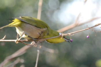 Warbling White-eye Kodomo Shizen Park Thu, 12/29/2022