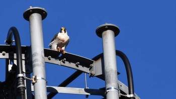 2022年12月29日(木) 南牧村の野鳥観察記録