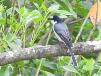 サンショウクイ 静岡県立森林公園 撮影日未設定