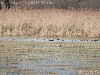 2017年3月12日(日) スイスの野鳥観察記録