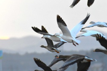 Snow Goose Izunuma Fri, 12/30/2022