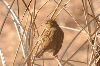 Masked Bunting Kodomo Shizen Park Thu, 12/29/2022