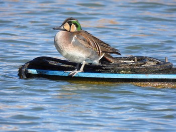 Baikal Teal 大阪府 Sun, 12/18/2022