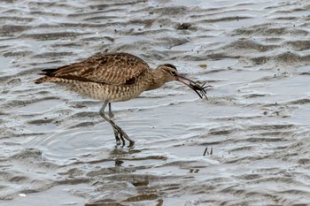 Eurasian Whimbrel 曽根干潟(曾根干潟) Thu, 12/29/2022