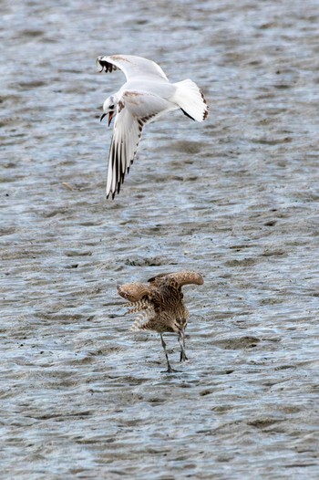 Saunders's Gull 曽根干潟(曾根干潟) Thu, 12/29/2022