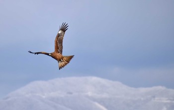 Black Kite 猪苗代湖 Sat, 3/10/2018