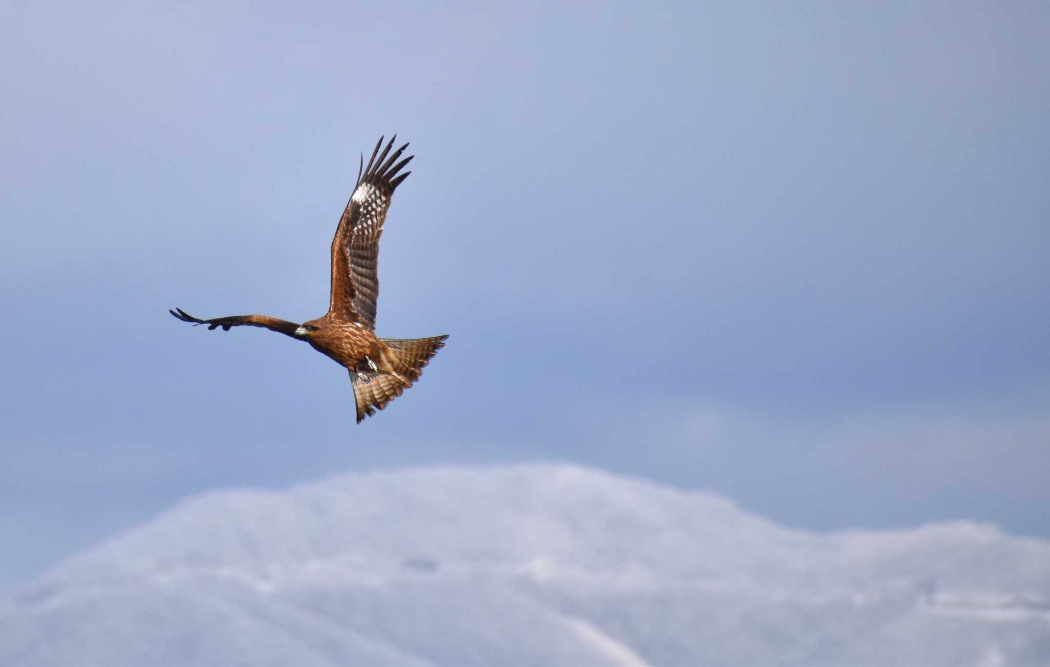 Photo of Black Kite at 猪苗代湖 by 024minion