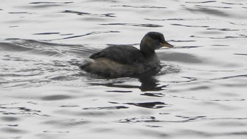 Little Grebe 北勢中央公園 Thu, 12/29/2022