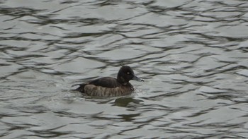 Tufted Duck 北勢中央公園 Thu, 12/29/2022