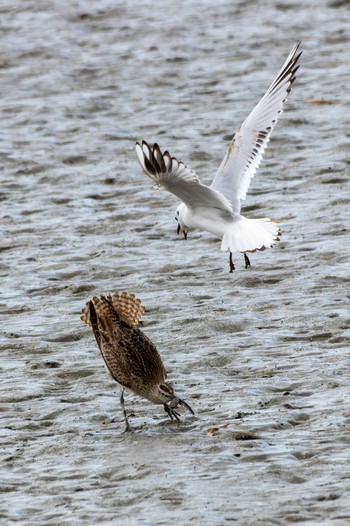 Eurasian Whimbrel 曽根干潟(曾根干潟) Thu, 12/29/2022