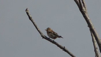 Brambling 北勢中央公園 Thu, 12/29/2022