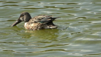 Northern Shoveler 北勢中央公園 Thu, 12/29/2022