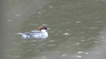 Smew 北勢中央公園 Thu, 12/29/2022