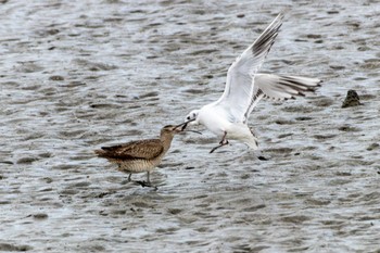 Saunders's Gull 曽根干潟(曾根干潟) Thu, 12/29/2022