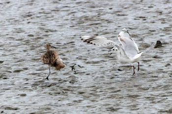 Eurasian Whimbrel 曽根干潟(曾根干潟) Thu, 12/29/2022