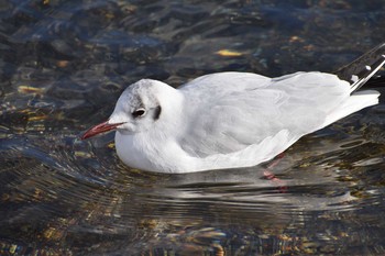 Black-headed Gull 猪苗代湖 Sat, 3/10/2018