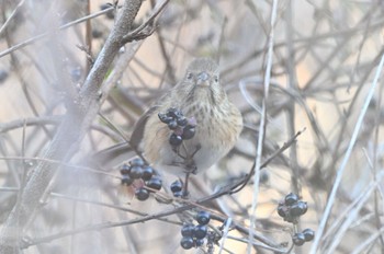 Siberian Long-tailed Rosefinch 食事を邪魔されてガン見の母さん Tue, 12/20/2022