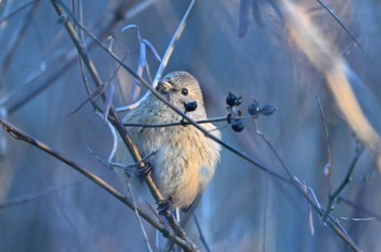 Siberian Long-tailed Rosefinch 朝食母さん Tue, 12/20/2022