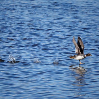 Common Goldeneye Unknown Spots Thu, 12/29/2022