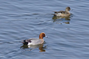 2018年3月17日(土) 多摩川二ヶ領宿河原堰の野鳥観察記録