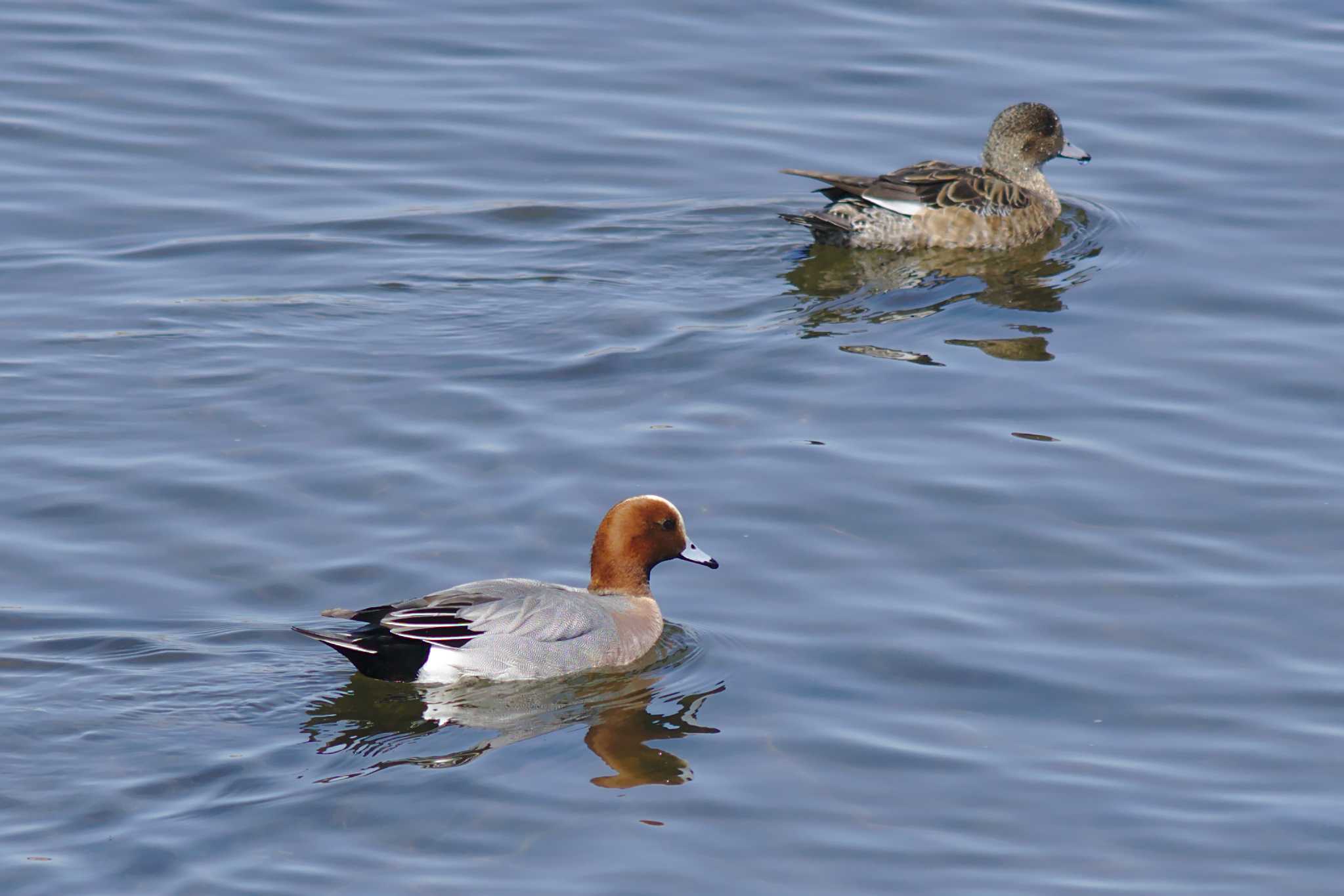 Eurasian Wigeon