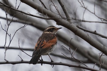 Dusky Thrush 倉敷市藤戸町 Fri, 12/30/2022