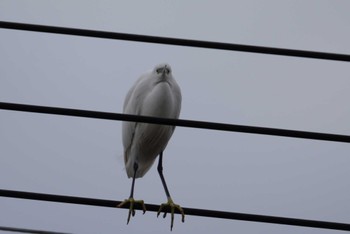 Little Egret 倉敷市藤戸町 Fri, 12/30/2022