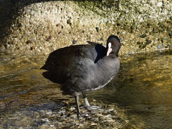 2022年12月29日(木) 東京都港区の野鳥観察記録