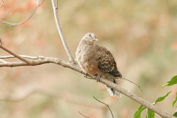 2022年12月28日(水) 薬師池公園の野鳥観察記録