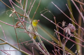 Warbling White-eye 檜町公園(東京ミッドタウン) Fri, 12/30/2022