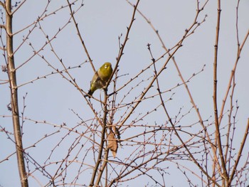 2022年12月30日(金) 平和の森公園、妙正寺川の野鳥観察記録