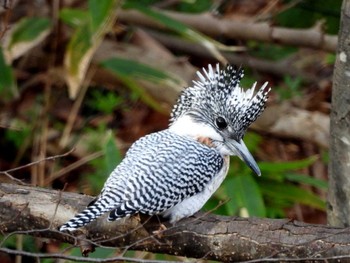 2022年11月23日(水) 真駒内公園の野鳥観察記録