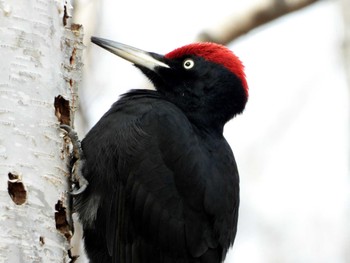 2022年11月27日(日) 真駒内公園の野鳥観察記録