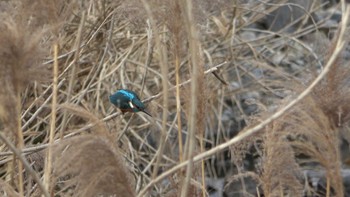 Common Kingfisher 三滝川 Fri, 12/30/2022