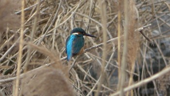 Common Kingfisher 三滝川 Fri, 12/30/2022