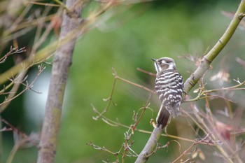 Japanese Pygmy Woodpecker 檜町公園(東京ミッドタウン) Fri, 12/30/2022