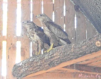 Common Buzzard スイス Sat, 5/27/2017