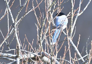 2022年12月30日(金) 富士山周辺の野鳥観察記録