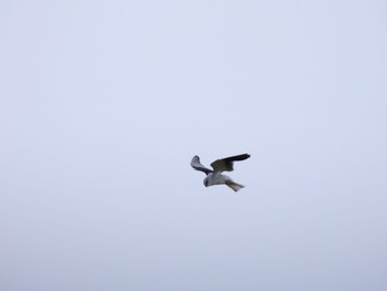 Black-winged Kite Ishigaki Island Fri, 12/30/2022