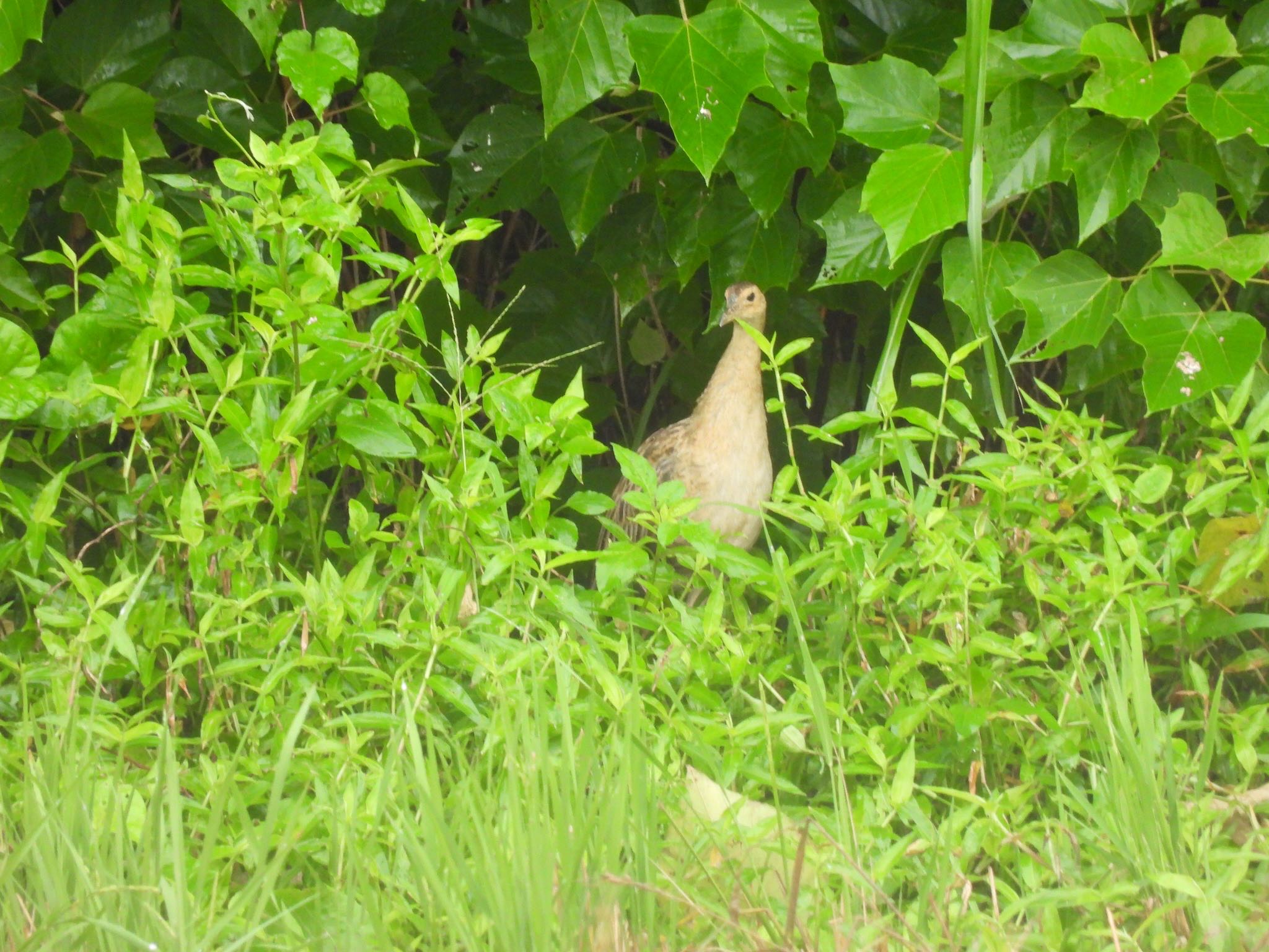 Photo of Watercock at Ishigaki Island by 鳥散歩